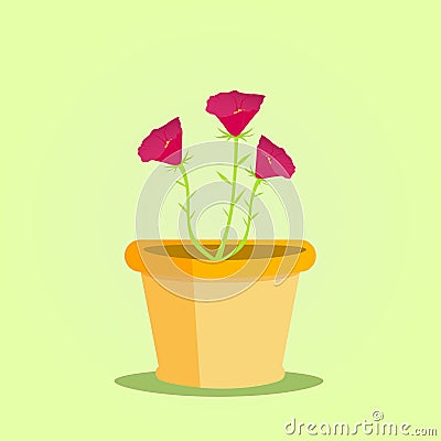 Portulaca flower in the pot vector illustration Vector Illustration