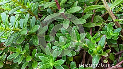 Portulaca grandiflora, also known as the Moss-rose pink purslane, is a flowering plant native to South America. Stock Photo