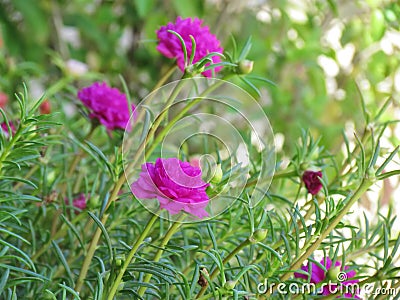 Portulaca grandiflora flowers, Japanese Rose or Mose Rose blooming colours are bright and vibrant Stock Photo