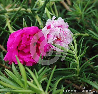 Portulaca grandiflora in two beautiful pink shades Stock Photo