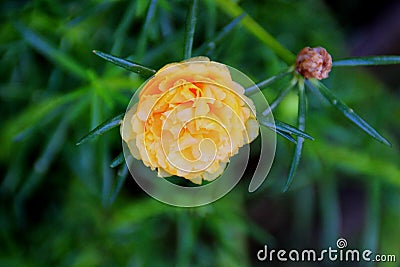 Portulaca oleracea Stock Photo