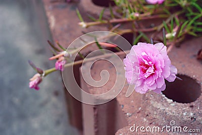 Portulaca oleracea flower Stock Photo