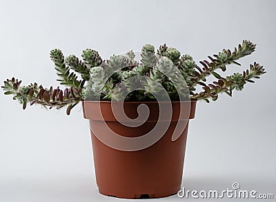 portulaca werdermannii in flowerpot on white background Stock Photo