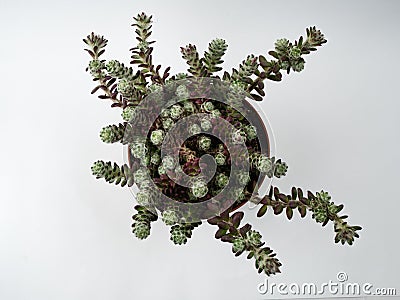 portulaca werdermannii in flowerpot on white background overhead view Stock Photo