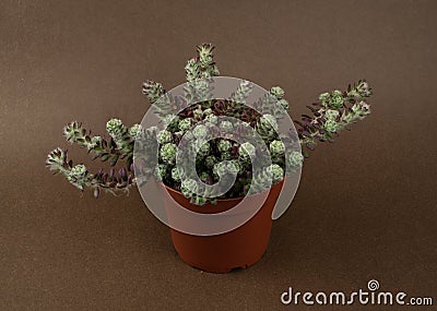 portulaca werdermannii in flowerpot on brown background top view Stock Photo