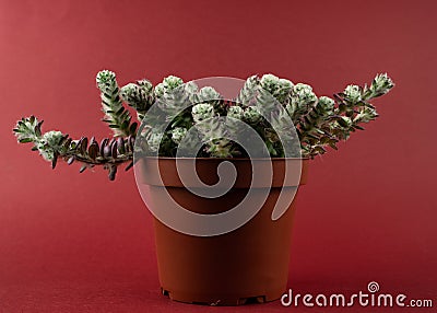 portulaca werdermannii in flowerpot on red background Stock Photo