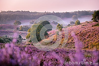 Posbank national park Veluwezoom, blooming Heather fields during Sunrise at the Veluwe in the Netherlands, purple hills Stock Photo