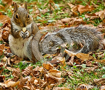 Pose of the eating Grey Squirrel Stock Photo