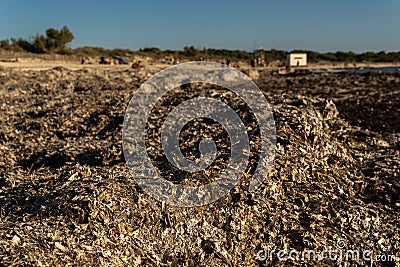 Poseidonia algae on the coast of Mallorca Stock Photo