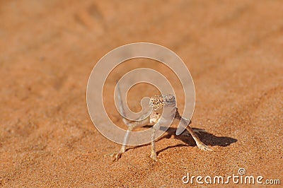 Posing Desert Lizard Stock Photo