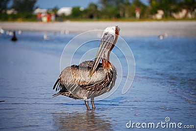 Posing pelican Stock Photo