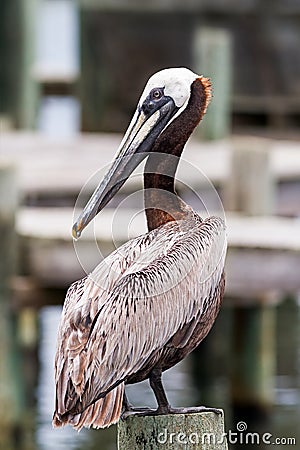 Posing Pelican Stock Photo