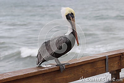 Posing Pelican Stock Photo