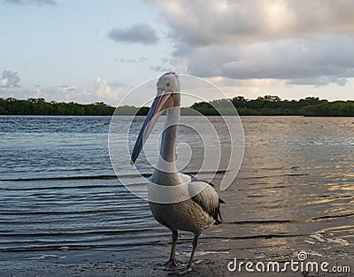 Posing Pelican Stock Photo