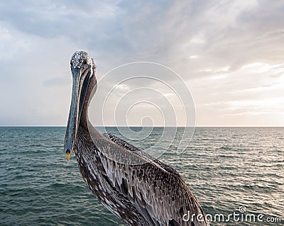 Posing Pelican Stock Photo