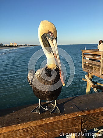 Posing pelican Stock Photo