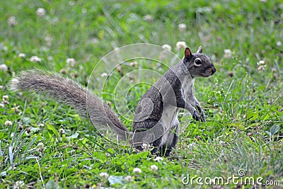 Posing Squirrel Stock Photo