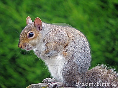 Posing squirrel Stock Photo