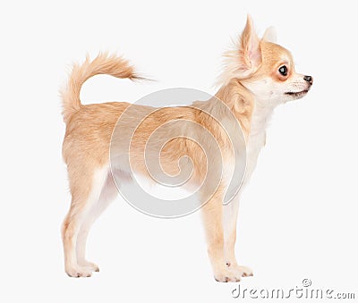 Posing the young chihuahua dog Stock Photo