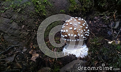 Small Panther Cap mushroom Amanita pantherina Stock Photo