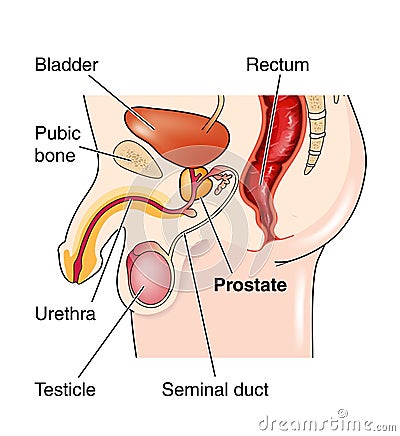 Position of the prostate gland Vector Illustration