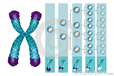 Position of telomeres at the end of our chromosomes. Vector Illustration