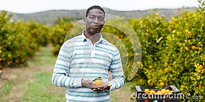 Afro male farmer picking mandarins Stock Photo