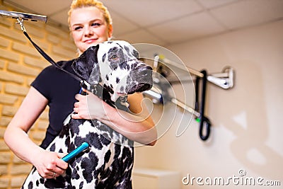 Positive female with glad expression and her dalmatian dog being satisfied in grooming spa . Domestic animals and people Stock Photo