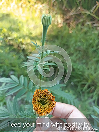 Positive life inspirational quote - Feed your mind with positivity. With person holding baby marigold on plant. Stock Photo