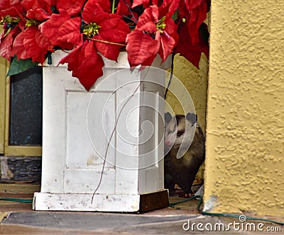 Possum hiding by the front door flower bed Stock Photo