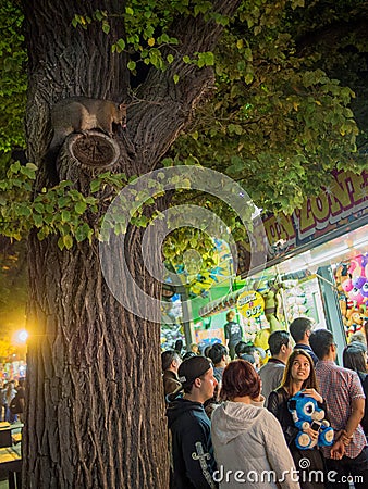 Possum Hiding in a tree at festival Editorial Stock Photo