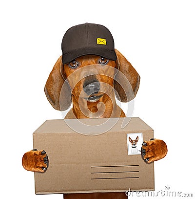 Post delivery dachshund sausage dog Stock Photo