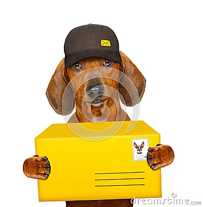 Post delivery dachshund sausage dog Stock Photo