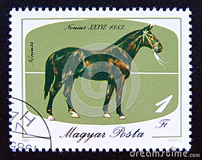 Postage stamp Hungary, Magyar, 1985. Horse Nonius 36, 1883 Equus ferus caballus Editorial Stock Photo