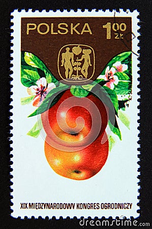 Postage stamp Poland, 1974. Apples Malus pumila Editorial Stock Photo
