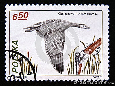 Postage stamp Poland, 1981. Greylag Goose Anser anser bird Editorial Stock Photo