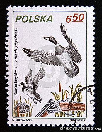 Postage stamp Poland, 1981. Mallard duck Anas platyrhynchos bird Editorial Stock Photo