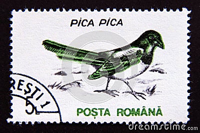 Postage stamp Romania, 1993. Eurasian Magpie Pica pica bird Editorial Stock Photo
