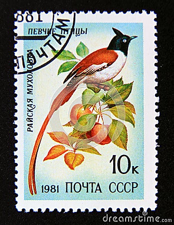 Postage stamp Soviet Union, CCCP, 1981. Asian Paradise Flycatcher Terpsiphone paradisi bird Editorial Stock Photo