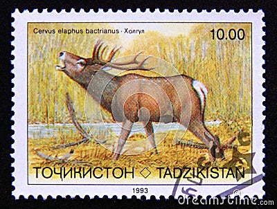 Postage stamp Tajikistan, 1993. Bactrian Deer Cervus elaphus bactrianus Editorial Stock Photo