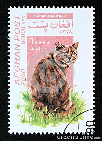 Postage stamp Afghanistan, 2000. British Shorthair cat breed Felis silvestris catus Editorial Stock Photo