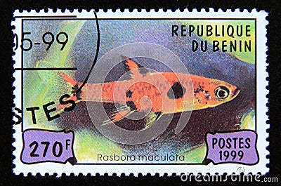 Postage stamp Benin 1999. Dwarf Rasbora Rasbora maculata fish Editorial Stock Photo