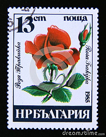 Postage stamp Bulgaria, 1985. Rosa Frakijka rose flower Editorial Stock Photo