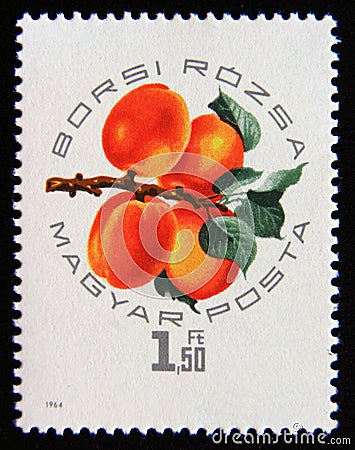 Postage stamp Hungary 1964. Apricots fruit Editorial Stock Photo