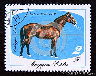 Postage stamp Hungary, Magyar, 1985. Horse Furioso 23, 1889 Equus ferus caballus Editorial Stock Photo