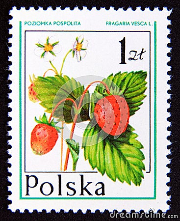 Postage stamp Poland 1977. Wild Strawberry Fragaria vesca fruit Editorial Stock Photo
