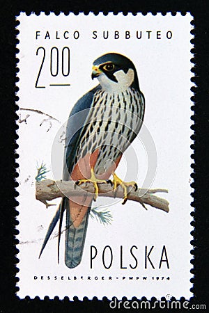 Postage stamp Poland, 1975. Eurasian Hobby Falco subbuteo bird of prey Editorial Stock Photo