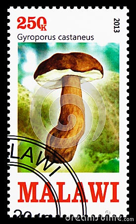 Postage stamp printed in Malawi shows Gyroporus castaneus, Mushrooms serie, circa 2013 Editorial Stock Photo