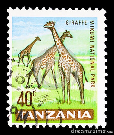 Postage stamp printed in Tanzania shows Giraffe (Giraffa camelopardalis) in Mikumi National Park, Country Motifs serie, circa 1965 Editorial Stock Photo