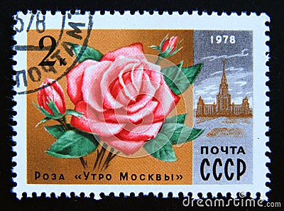 Postage stamp Soviet union, CCCP 1978. Rose Moscow morning flower Editorial Stock Photo